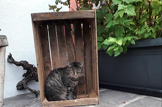 Speedy de boerderijkat heeft de boerderij stevig in zijn greep