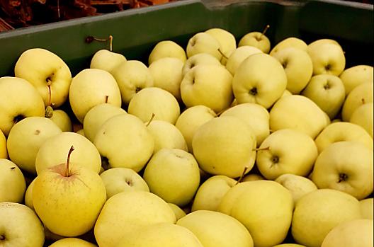 De appeloogst is aan de gang en het ruikt heerlijk.