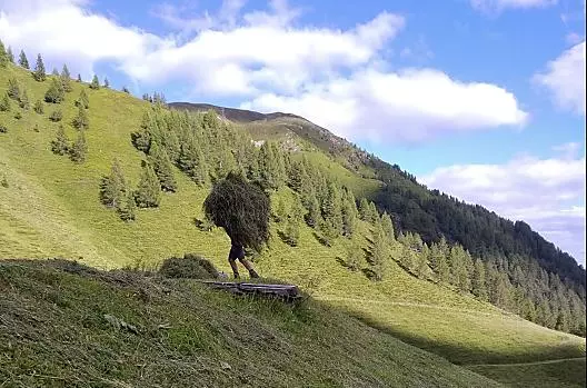 Op de alm wordt het hooi op de rug van de steile helling naar de hut gedragen.