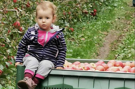Zelfs de kleinsten helpen mee bij de appeloogst.