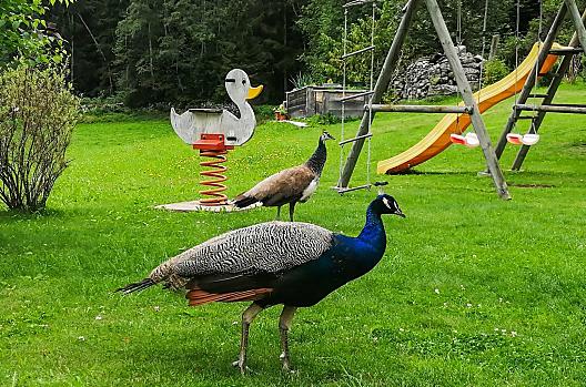 Steineggerhof - Elenco Photo