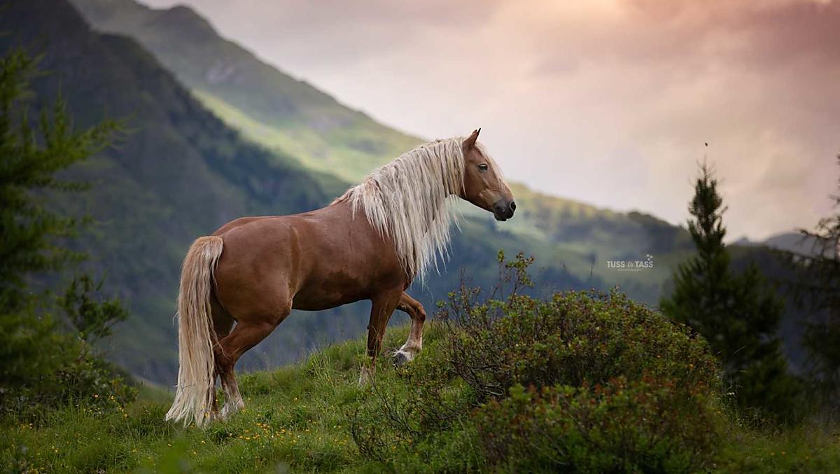 Ons Haflingerpaard Penny 