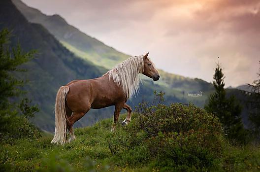 Ons Haflingerpaard Penny 
