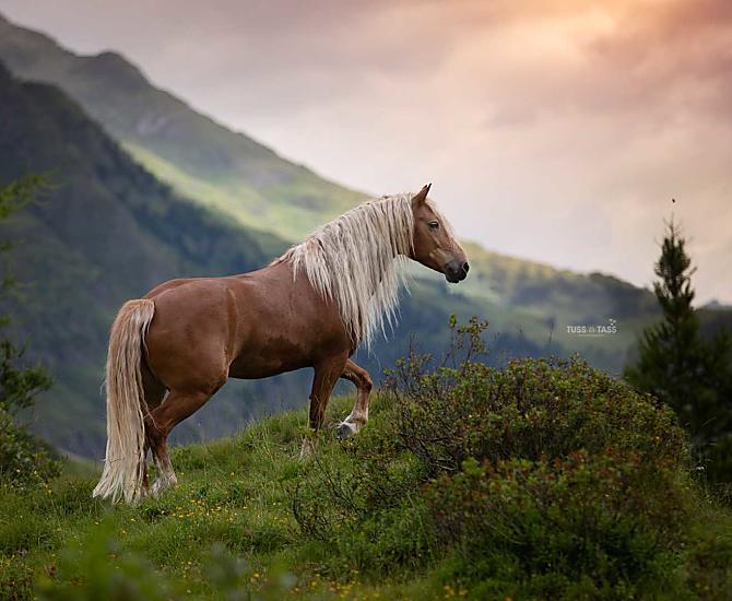 Ons Haflingerpaard Penny 