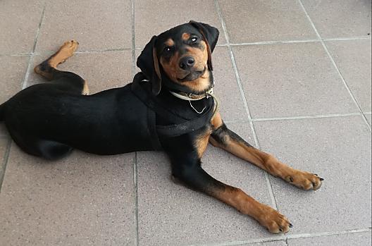 Onze Amigo houdt van knuffelen en is net als wij blij met elke nieuwe gast.