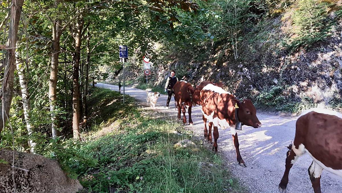 Veetrek naar de alm