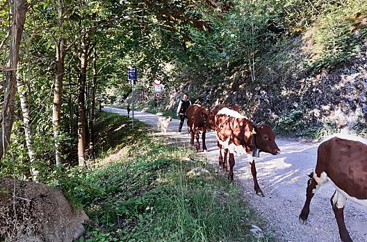 Veetrek naar de alm