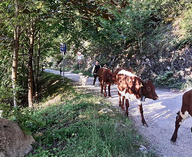 Veetrek naar de alm