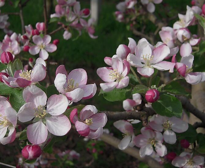 Appelbloesem
