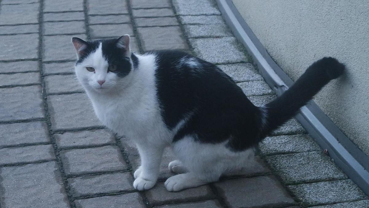 Molly, onze kat