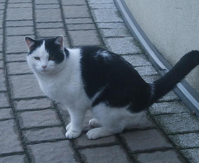 Molly, onze kat