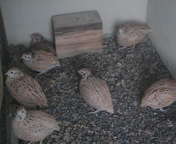 Onze kwartels