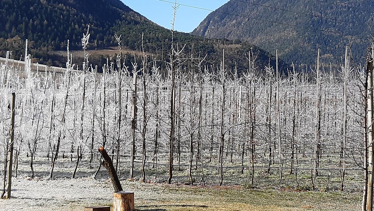 Vorstirrigatie in de lente om onze appelbomen te beschermen.