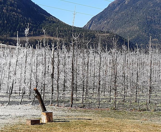 Vorstirrigatie in de lente om onze appelbomen te beschermen.