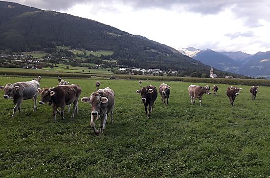 Niedermairhof - Elenco Photo