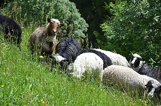 Kindlerhof - Elenco Photo
