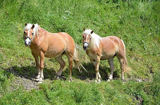 Kindlerhof - Elenco Photo