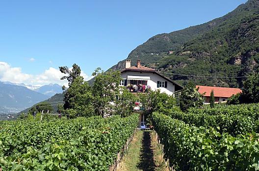 Zuidaanzicht, op de voorgrond de wijngaard met Sauvignon-druiven, op de achtergrond de wijngaard Vorberg