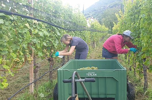 Sauvignon-oogst. Links boerin Christine, rechts dochter Petra