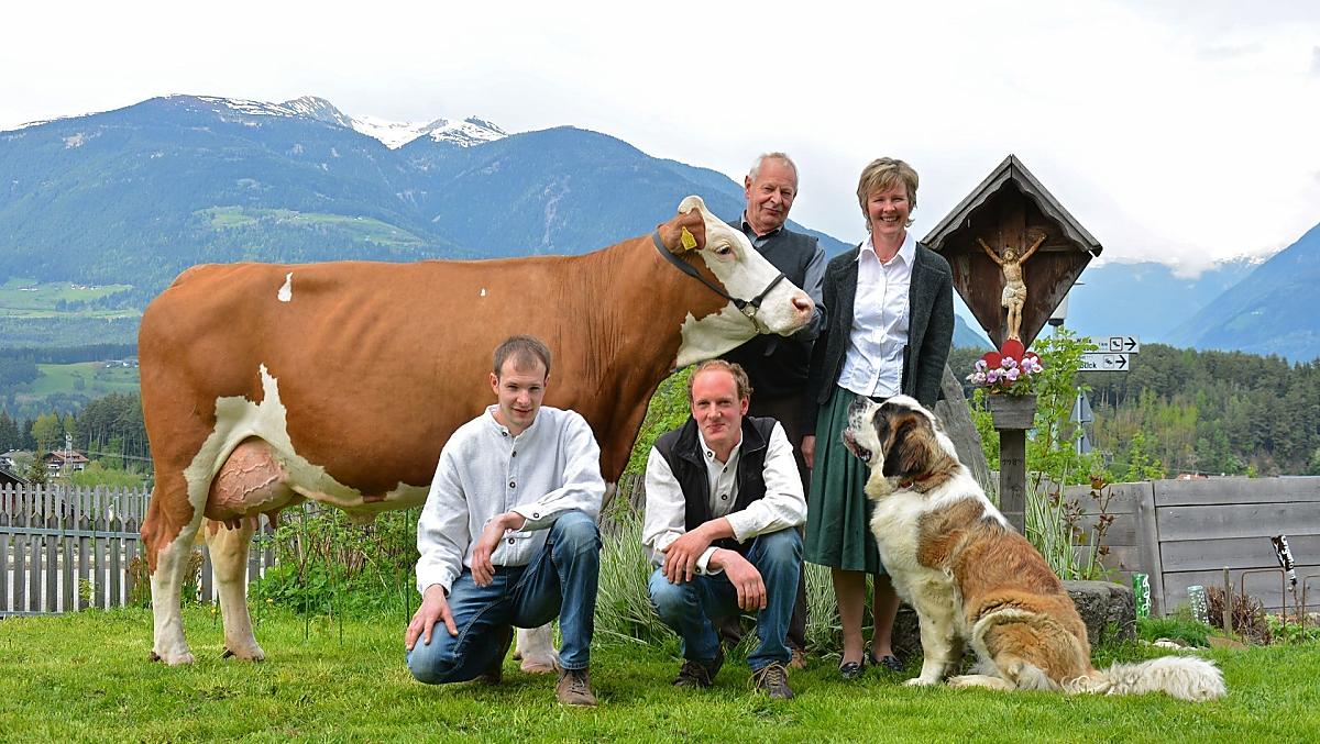 De familie Hofer met tentoonstellingskoe Ameli en sint-bernard Lotti