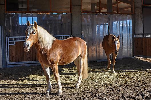 Haflingers in de wei