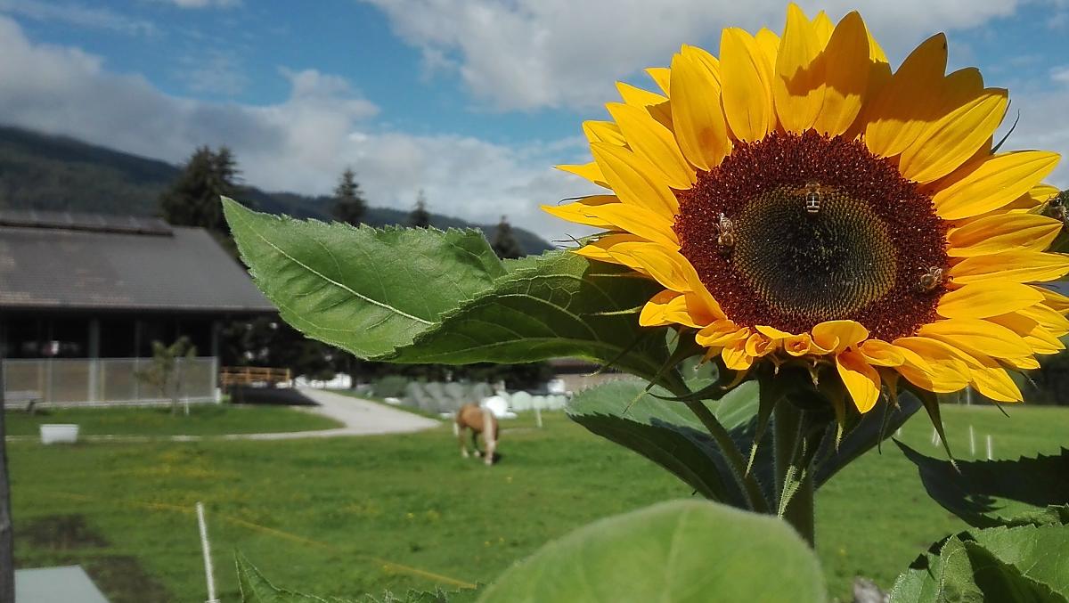 Sommer