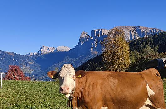 Aschnerhof - Elenco Photo