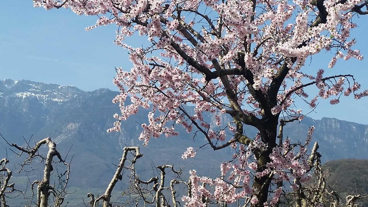 Onze amandelboom in de lente