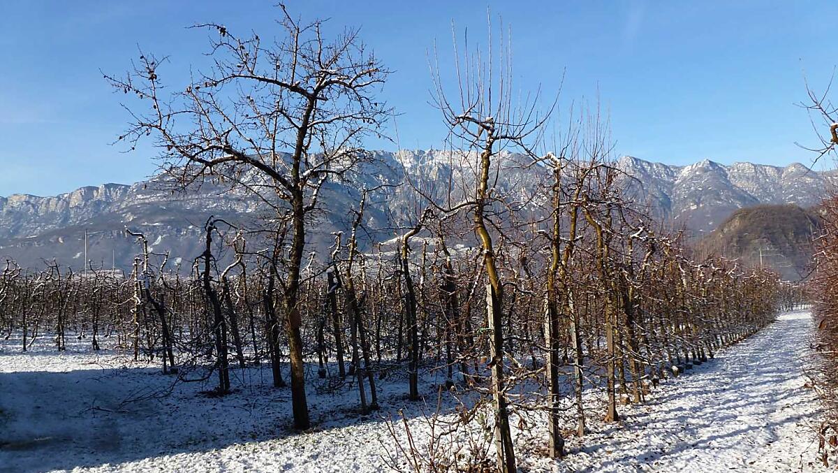 Uitzicht op onze zopas in sneeuw gehulde appelweide pal naast de boerderij