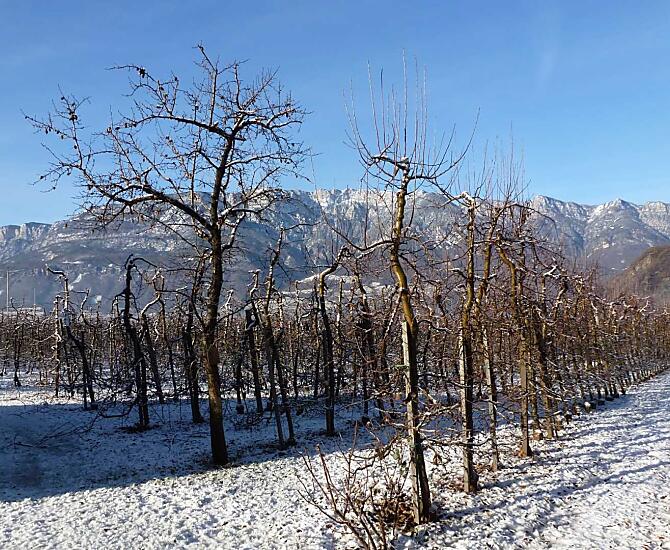 Uitzicht op onze zopas in sneeuw gehulde appelweide pal naast de boerderij