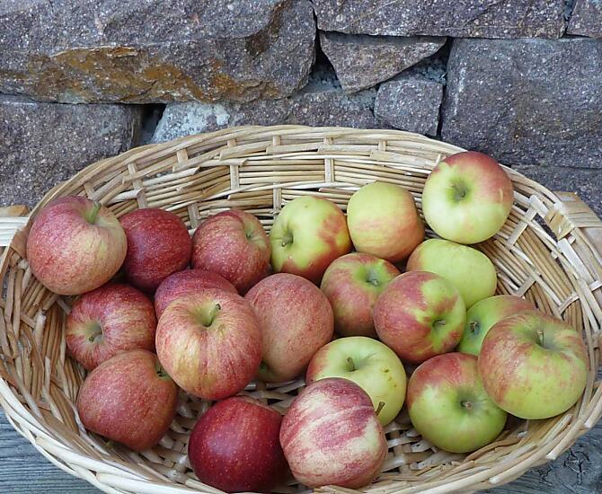 De appeloogst is begonnen, de eerste proefexemplaren liggen klaar!