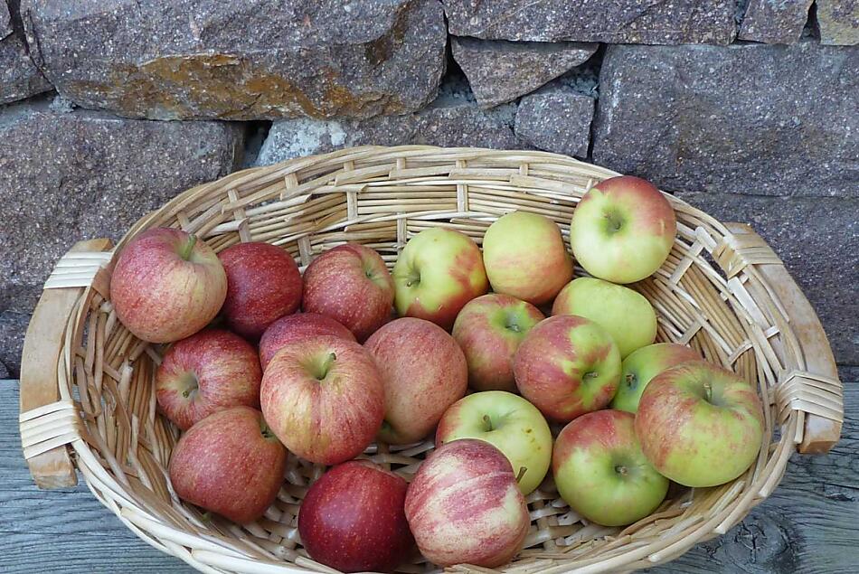 De appeloogst is begonnen, de eerste proefexemplaren liggen klaar!