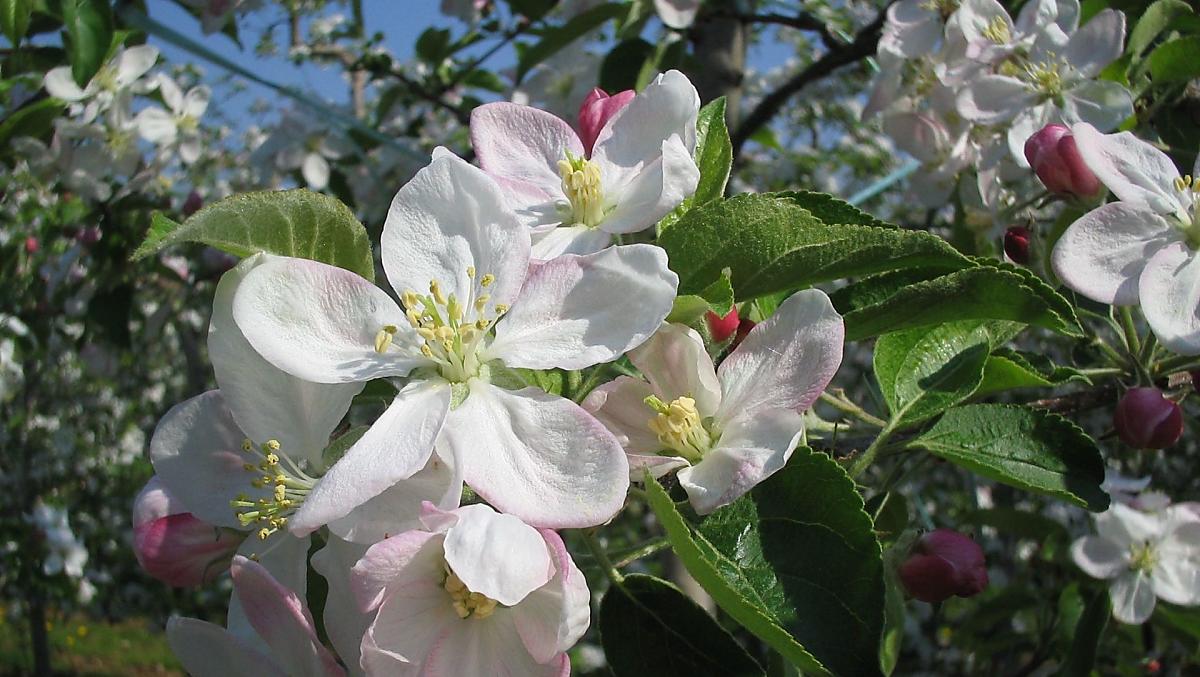 Appelbloesem