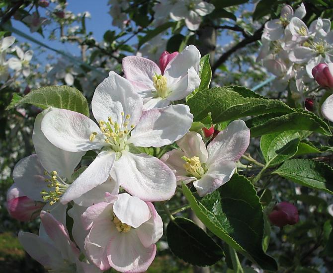 Appelbloesem