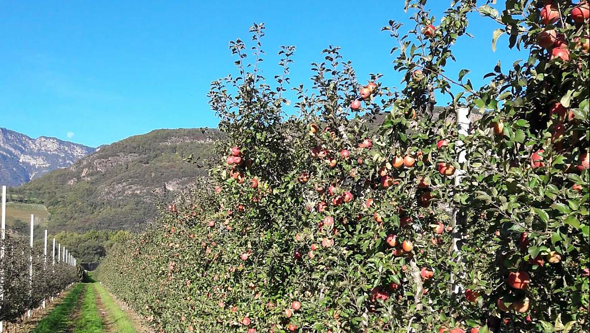 Appelboomgaard 