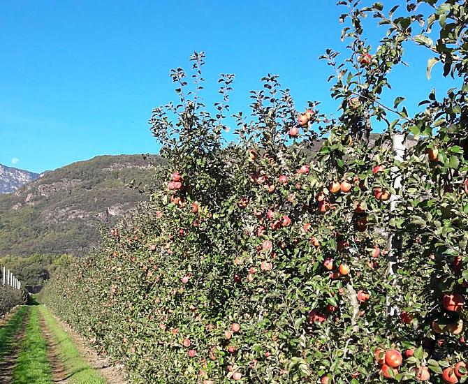 Appelboomgaard 