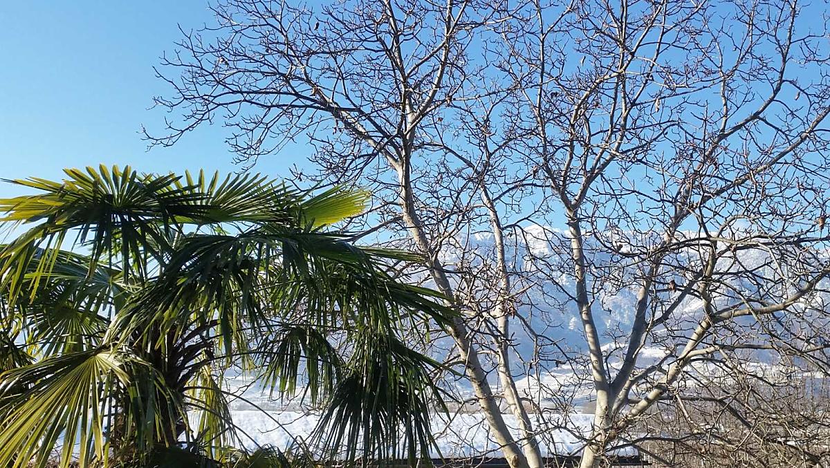 Zon, sneeuw en palmbomen in de winter