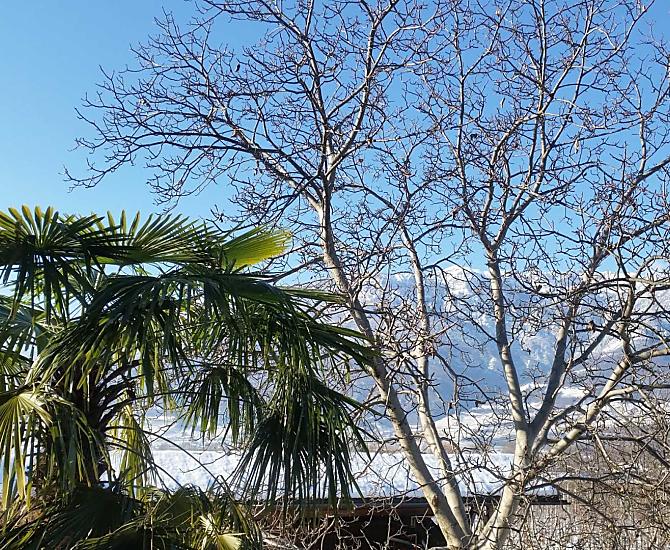 Zon, sneeuw en palmbomen in de winter