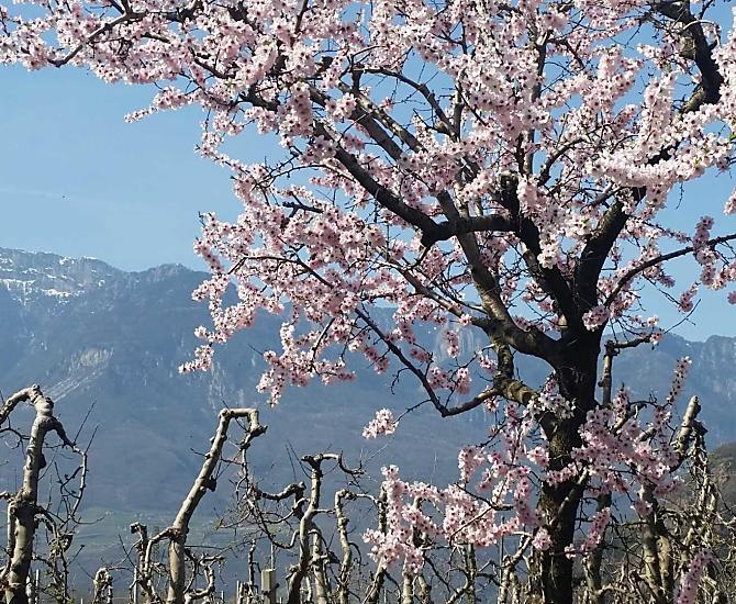 Bloeiende amandelboom