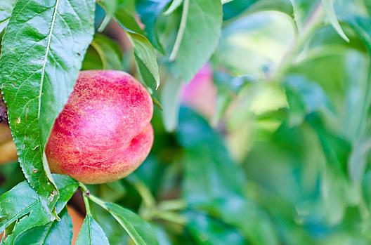 Nectarines