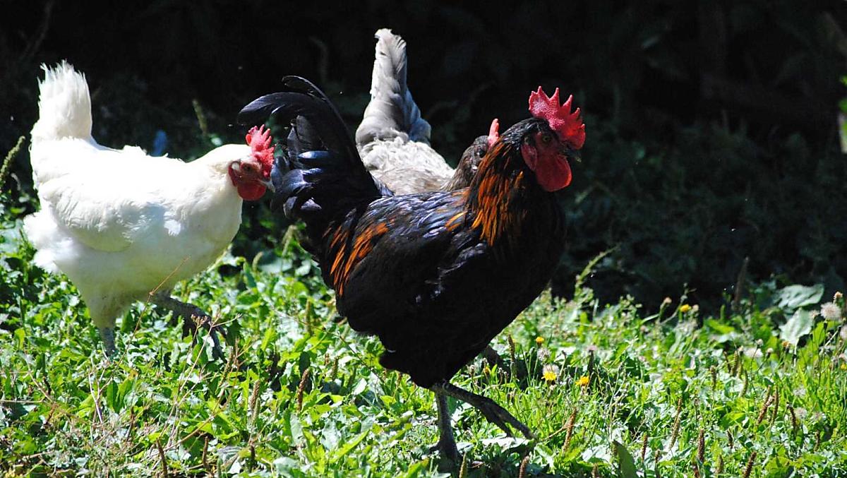 Onze haan met een hen 