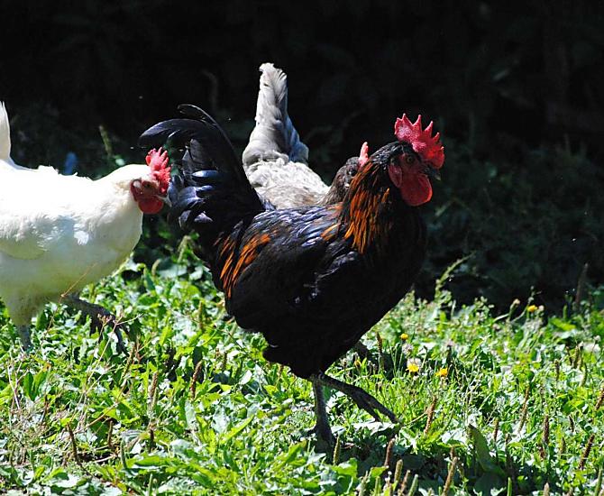 Onze haan met een hen 