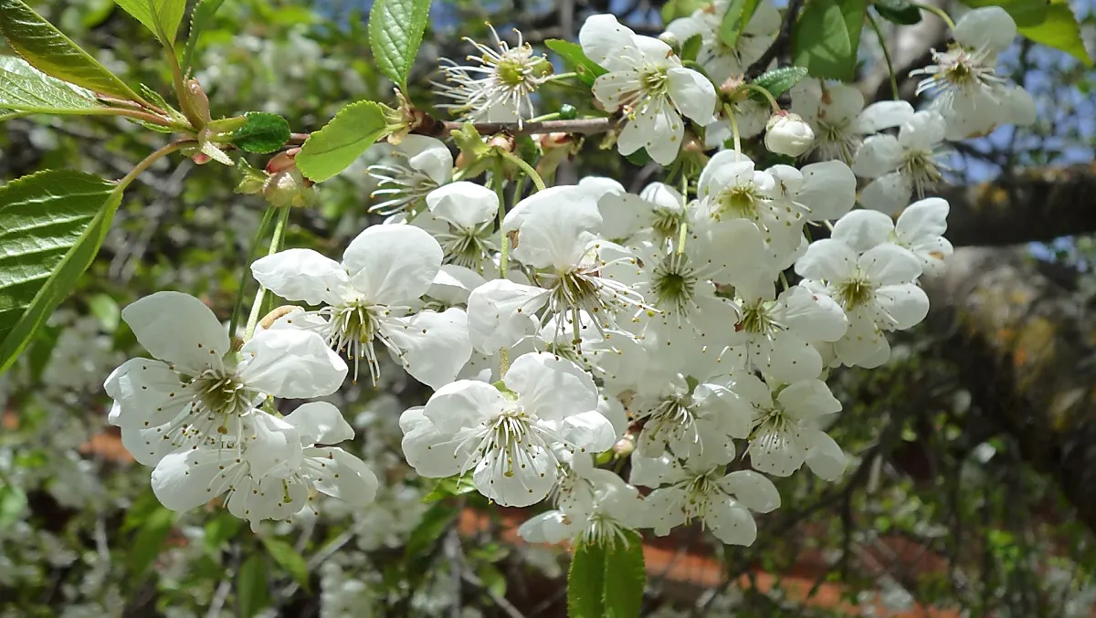 De bloesem van onze morellenboom