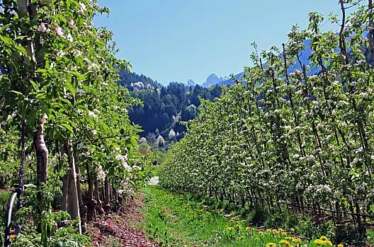 Onze appelboomgaarden