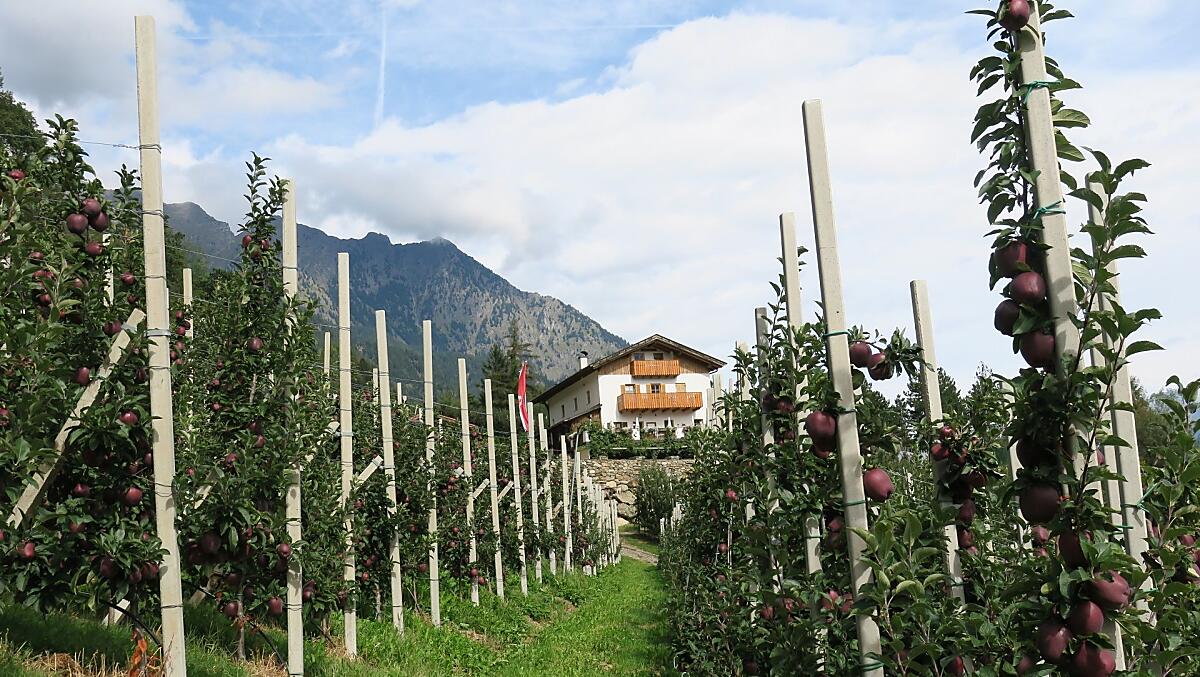 Winklerhof met appelboomgaarden