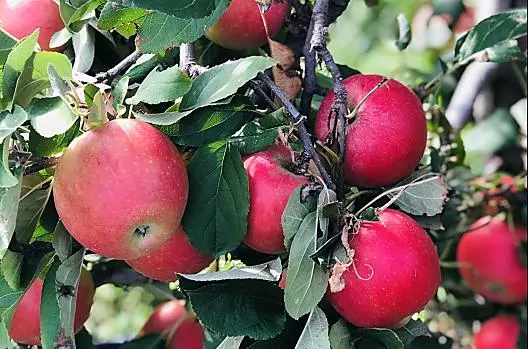 Appeloogst van de Kanzi variëteit 
