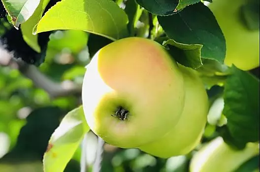 Golden Delicious 