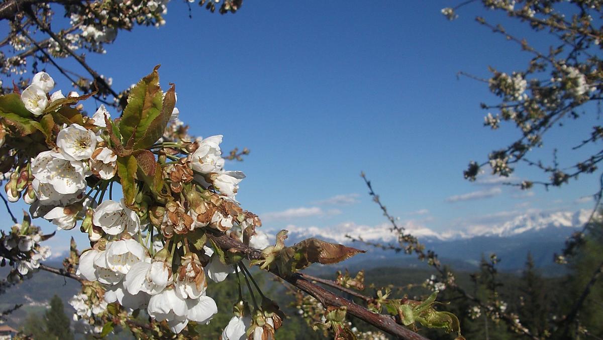 Onze kersenbomen onderaan het huis in bloei met uitzicht op de bergen erachter