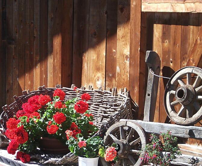 Mijn "brandende liefde", de geranium voor het huis met oude landbouwwerktuigen