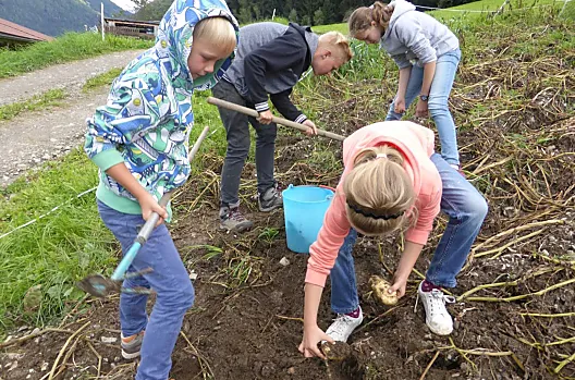 Aardappels rooien is al mogelijk in juli. Help mee met het rooien, dan kun je de aardappels zelf koken en natuurlijk opeten.